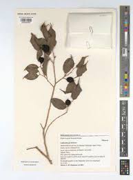 Image result for Ludia mauritiana