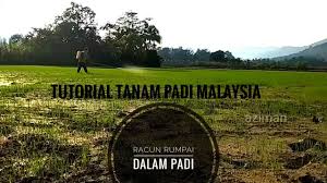 Seperti halnya masyarakat daerah kami tinggal yang sebagian besar bermata pencaharian sebagai petani padi. Racun Yang Sesuai Untuk Rumput Didalam Padi Youtube