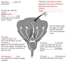 The flower has both male and female parts. Parts Of A Flower Worksheet For High School At The Important Parts Of A Flower He Is A Worksheet We Comp Parts Of A Flower Biology Plants Biology Lessons