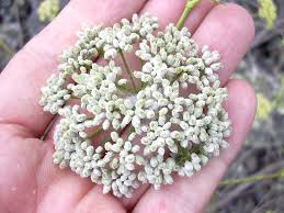 Image result for Petroselinum