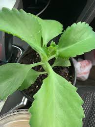 Image result for Kalanchoe velutina