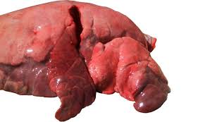 Pneumonia is most often caused by a bacterial infection (bacterial pneumonia) or a viral infection (viral pneumonia). Viral Pneumonia In Pigs Articles Pig333 Pig To Pork Community
