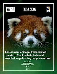 These animals spend most of their lives in. Illegal Trade Of Red Pandas In India And Across Borders Wildlife Trade Report From Traffic