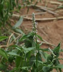 Image result for Celosia trigyna