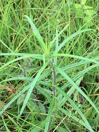 Image result for Helianthus angustifolius