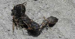 Image result for Cyperus sphacelatus