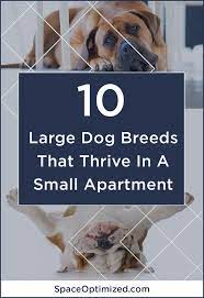 10 Large Dog Breeds That Thrive In A Tiny Apartment Dog Breeds Large Dog Breeds Large Dogs