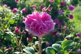 Pin On Roses We Have