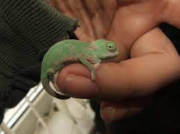 Baby Veiled Chameleon Veiled Chameleon Baby Chameleon Chameleon Facts