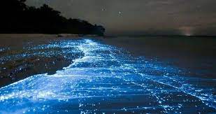 I helped get their new bar ready for launch night. Holbox Bioluminescence Holbox Travel