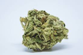 Best bud a very good or best friend. Big Bud Strain Of Marijuana Weed Cannabis Herb Herb