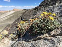 Image result for Eriosema angolense