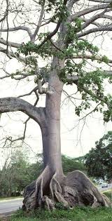 Image result for Ceiba
