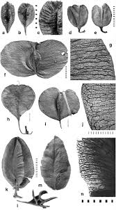 Image result for Holubia saccata