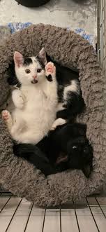 Friends of Heronbank Cat Rescue