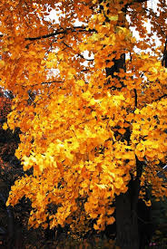 Ginkgo Biloba Tempelboom Maidenhairtree Met Afbeeldingen Planten