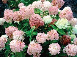 Maybe you would like to learn more about one of these? Pink Hydrangea Diy