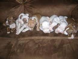 Male red nose pit bull puppy for sale. Red Nose Pitbull Puppies For Sale 5weeks For Sale In Strawberry Arizona Classified Americanlisted Com