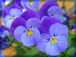 Viola Wittrockiana Viooltjes Kunnen Bloeien In De Winter En Worden Vaak Geplant In De Herfst Ze Zijn Niet Erg Hittetol Pansies Flowers Pansies Viola Flower