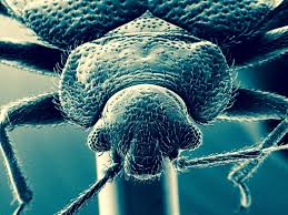 Image result for Cimex Lectularius L