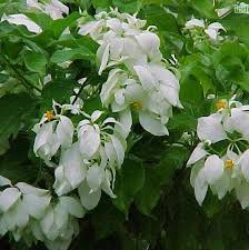 Image result for Mussaenda