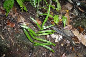 Image result for Lindsaea ensifolia