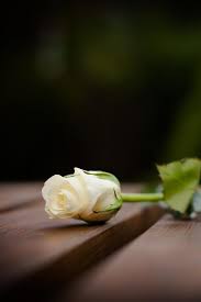 White Single Rose Iphone Wallpaper Krasnye Rozy Cvety Rozy