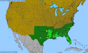 Image result for Ophioglossum gomezianum