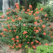 Image result for Tecomaria capensis