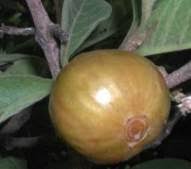 Image result for Vangueria