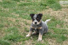 They were born on april 13th and have been around for abo. Australian Cattle Dog Blue Heeler Puppy For Sale Near Nashville Tennessee Aa24b8a5 E851