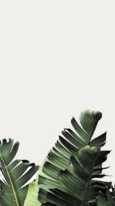 Instagram In 2020 Tropical Wallpaper Plant Wallpaper Summer Wallpaper