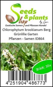 Image result for Chlorophytum krookianum