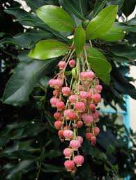 Checked marina variety, it makes huge flower clusters. Arbutus Marina Landscaping Trees Arbutus Marina Trees To Plant