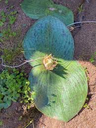 Image result for Monanthotaxis ferruginea