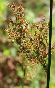 Image result for Juncus