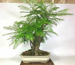 Jacaranda mimosifolia tree makes a stylish bonsai.8 months ago i made a video on how to make bunjin style bonsai tree from a. Jacaranda J Mimosifolia Bonsai Empire