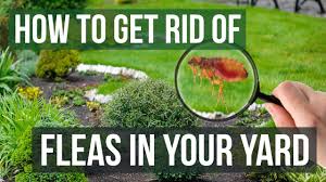 Check spelling or type a new query. How To Get Rid Of Fleas In Your Yard 4 Easy Steps Youtube