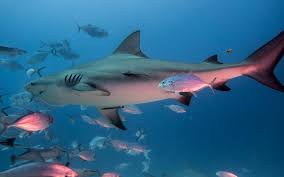 Carnívoros desde el útero un tiburón toro es capaz de alcanzar hasta 3 metros y medio de largo y pesar alrededor de los. Tiburon Toro El Emblema De La Especie Mexico Desconocido