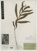 Image result for Grammitis