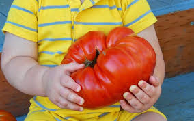 Retrouvez l'interview du prince jardinier sur le. Die Grosste Tomate Der Welt Wie Gross Wie Schwer Wie Weit Wie Hoch