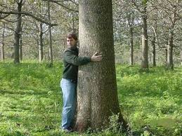 Empress tree blue paulovnija sapphire dragon tree bartek tree polonia wood empress tree saplings empress tree facts royal empress tree root system norway spruce tree empress. Paulownia Tree Posts Facebook