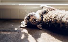 In honor of military members & senior citizens, we offer a 10% discount on any overnight stay at petshotel. Pet Sitting Rates Overnight And In Home 2021 Prices Average