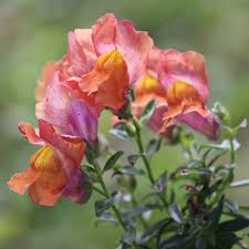 Image result for Antirrhinum