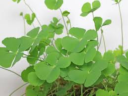 Image result for Marsilea minuta