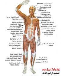 أسماء عضلات جسم الانسان المكتبة الرياضية الشاملة health science muscle human