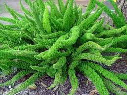 Gardenerd Organic Edible Gardening Asparagus Fern Rescue