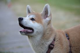 Bir profesör ile bir köpek arasındaki müthiş dostluğu konu edinen. Rasseportrait Der Akita Inu Ein Hund Mit Einer Imponierenden Ausstrahlung Easy Dogs