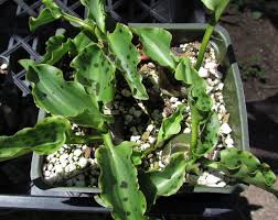 Image result for Drimiopsis