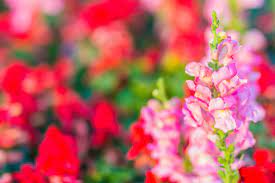 Plants that grow in hot dry climates. 3 Arizona Winter Plants